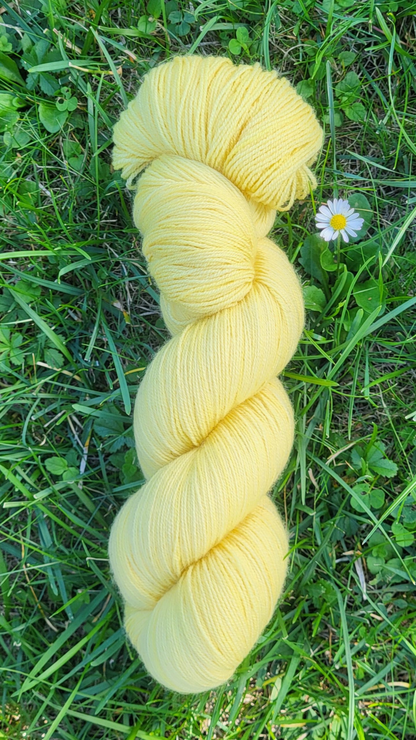 Die fröhliche Vroni - Sonnenblume